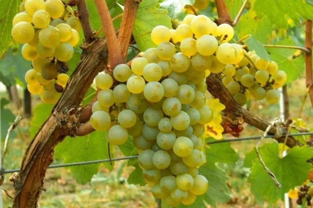 Misket Üzümü yeniden hayat buluyor... Kahvenin yanına Bornova misketi